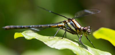 Diphlebia lestoides